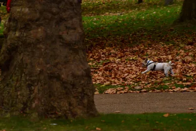 DSC_0678 (Large).JPG